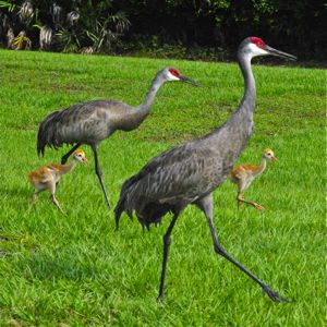 sandhill crane family
